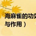 海麻雀的功效与作用与猫爪草（海麻雀的功效与作用）