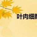 叶肉细胞的结构特点（叶肉细胞）