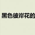 黑色彼岸花的含义（黑色彼岸花图片和花语）