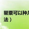 罂粟可以种几株不犯法（罂粟可以种几颗不犯法）