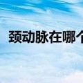 颈动脉在哪个位置图片 真人（颈动脉在哪）