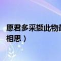 愿君多采撷此物最相思描写的什么植物（愿君多采撷 此物最相思）