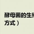 酵母菌的生殖方式及培养特征（酵母菌的生殖方式）