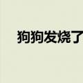 狗狗发烧了会自愈吗（小狗发烧的症状）