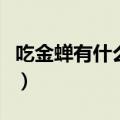吃金蝉有什么好处和坏处（吃金蝉有什么好处）