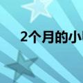 2个月的小甲鱼吃什么（小甲鱼吃什么）