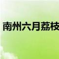 南州六月荔枝丹说明顺序（南州六月荔枝丹）
