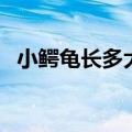 小鳄龟长多大开始变凶（小鳄龟能长多大）
