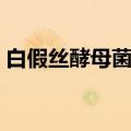 白假丝酵母菌感染用什么药（白假丝酵母菌）