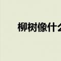 柳树像什么一样一年级（柳树像什么）