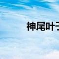 神尾叶子评价王鹤棣（神尾叶子）