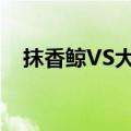 抹香鲸VS大王乌贼（抹香鲸vs大王乌贼）