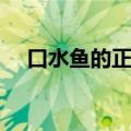 口水鱼的正宗做法（口水鸡的正宗做法）