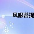 凤眼菩提子怎么清理（凤眼菩提子）
