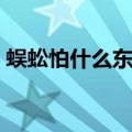 蜈蚣怕什么东西和气味或动物（蜈蚣怕什么）