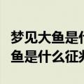 梦见大鱼是什么征兆周公解梦原版（梦见抓大鱼是什么征兆）