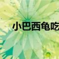 小巴西龟吃什么东西（小巴西龟吃什么）