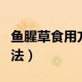 鱼腥草食用方法有哪些怎么做（鱼腥草食用方法）