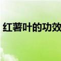 红薯叶的功效与作用（红薯梗的功效与作用）