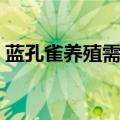 蓝孔雀养殖需要办理什么证件（蓝孔雀养殖）