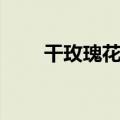 干玫瑰花的功效与作用（干玫瑰花）