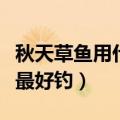 秋天草鱼用什么鱼饵最好钓（草鱼用什么鱼饵最好钓）