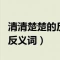 清清楚楚的反义词是模模糊糊吗（清清楚楚的反义词）