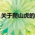 关于爬山虎的资料10字（关于爬山虎的资料）