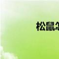 松鼠怎么养殖（松鼠怎么养）