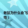 老鼠为什么会飞脑筋急转弯答案（老鼠为什么会飞脑筋急转弯）