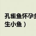 孔雀鱼怀孕多久生小鱼前兆（孔雀鱼怀孕多久生小鱼）