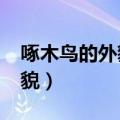 啄木鸟的外貌是什么样子的呢?（啄木鸟的外貌）