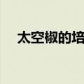 太空椒的培育应用了什么原理（太空椒）