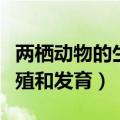 两栖动物的生殖和发育说课稿（两栖动物的生殖和发育）