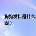 狗狗发抖是什么原因还要哼哼唧唧的叫（狗狗发抖是什么原因）