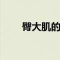 臀大肌的位置和临床应用（臀大肌）