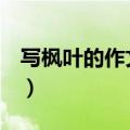 写枫叶的作文600字（秋天的树叶作文500字）