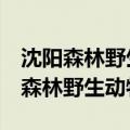 沈阳森林野生动物园9种猴迎猴年视频（沈阳森林野生动物园）