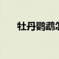 牡丹鹦鹉怎么养肥（牡丹鹦鹉怎么养）