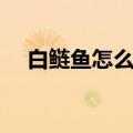 白鲢鱼怎么做好吃（花鲢鱼怎么做好吃）