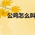 公鸡怎么叫的声音怎么写（公鸡怎么叫）