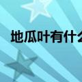 地瓜叶有什么营养和功效（地瓜叶怎么吃）