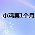 小鸡第1个月怎么养（小鸡第一个月怎么养）