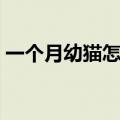 一个月幼猫怎么养攻略（一个月幼猫怎么养）