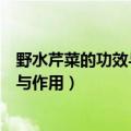 野水芹菜的功效与作用及食用方法和禁忌（野水芹菜的功效与作用）