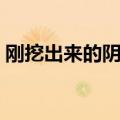 刚挖出来的阴沉木怎么处理（沉木怎么处理）