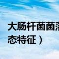 大肠杆菌菌落形态特征图片（大肠杆菌菌落形态特征）