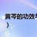 黄芩的功效与作用及禁忌（黄芹的功效与作用）