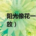 阳光像花一样绽放 电视剧（阳光像花一样绽放）