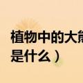 植物中的大熊猫是什么植物（植物中的大熊猫是什么）